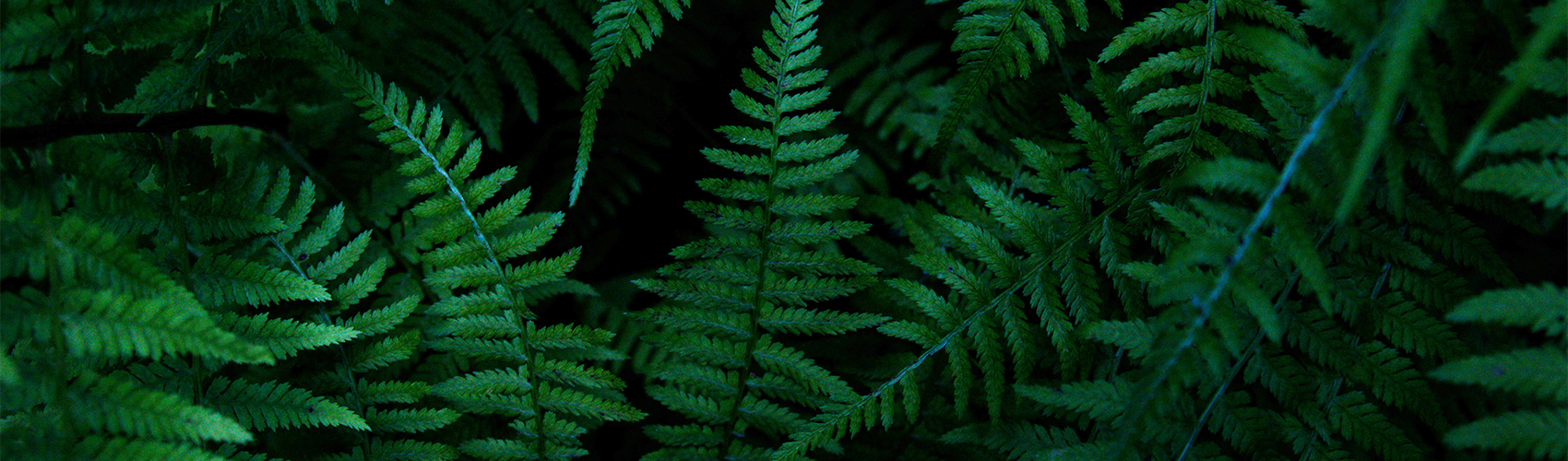 Fern