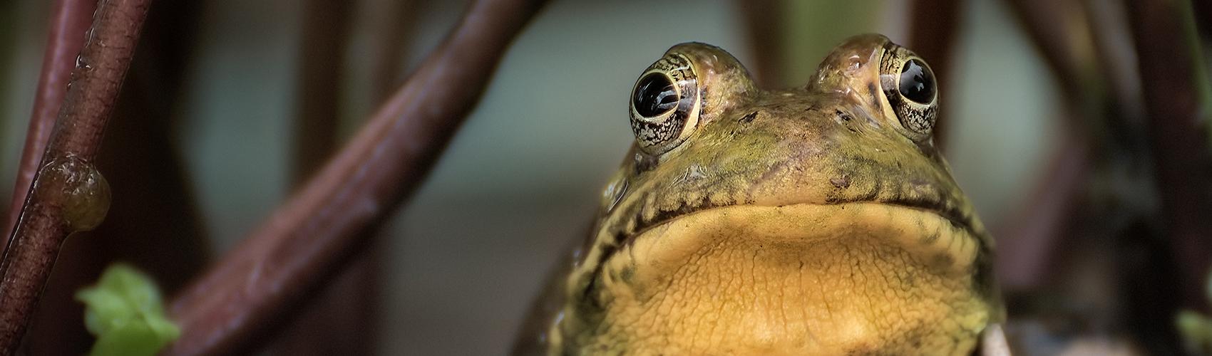 Frog in forest