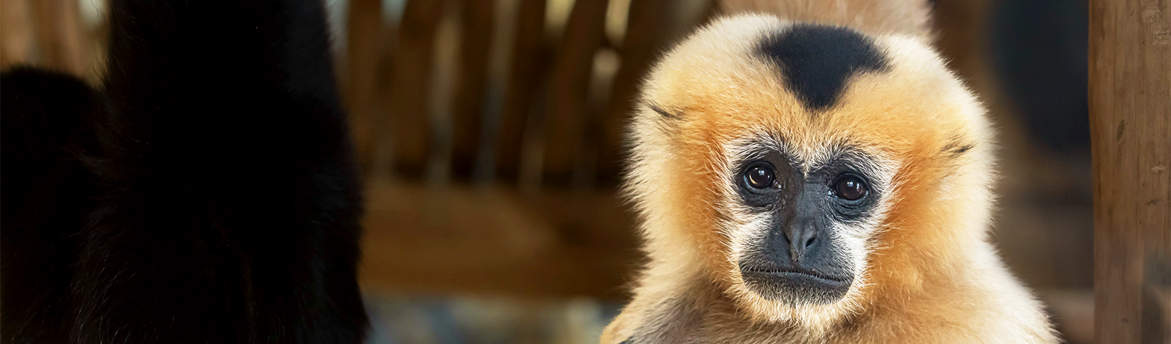 White-cheeked Gibbon - Parker