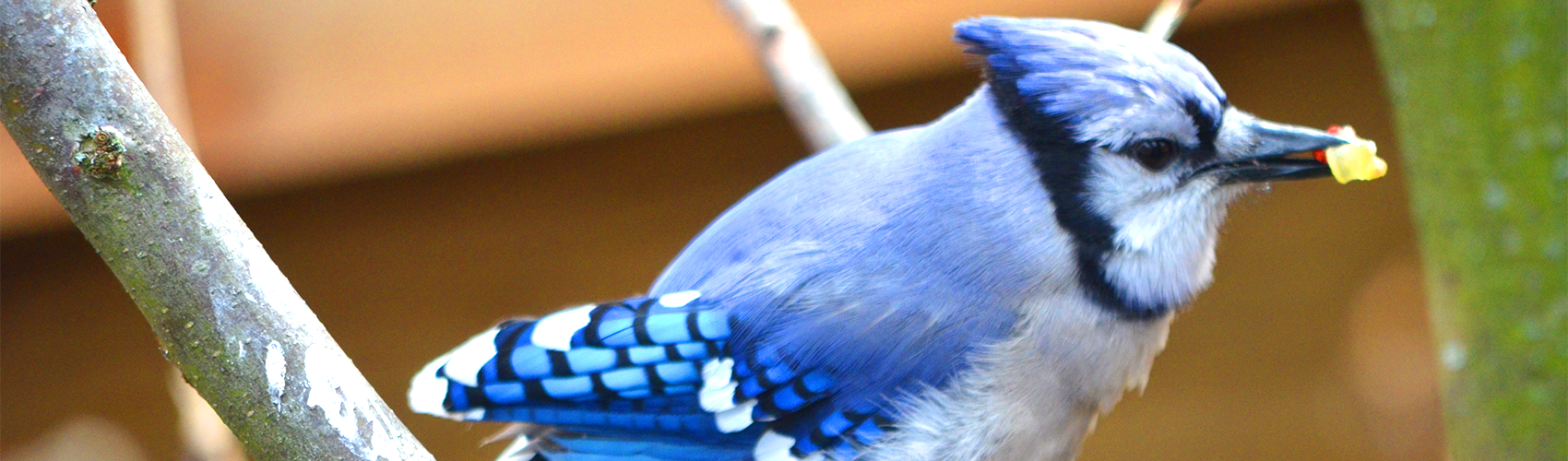 Blue jay with food in mouth