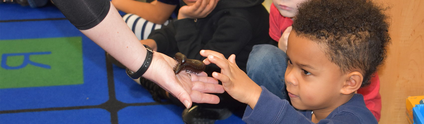 Little boy touching Madagascar hissing cockroach