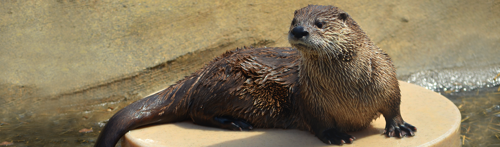 Otter sitting on enrichment disc