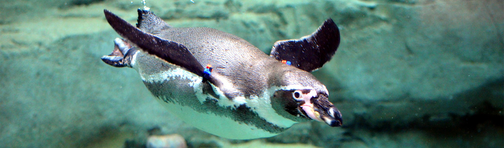 Penguin swimming