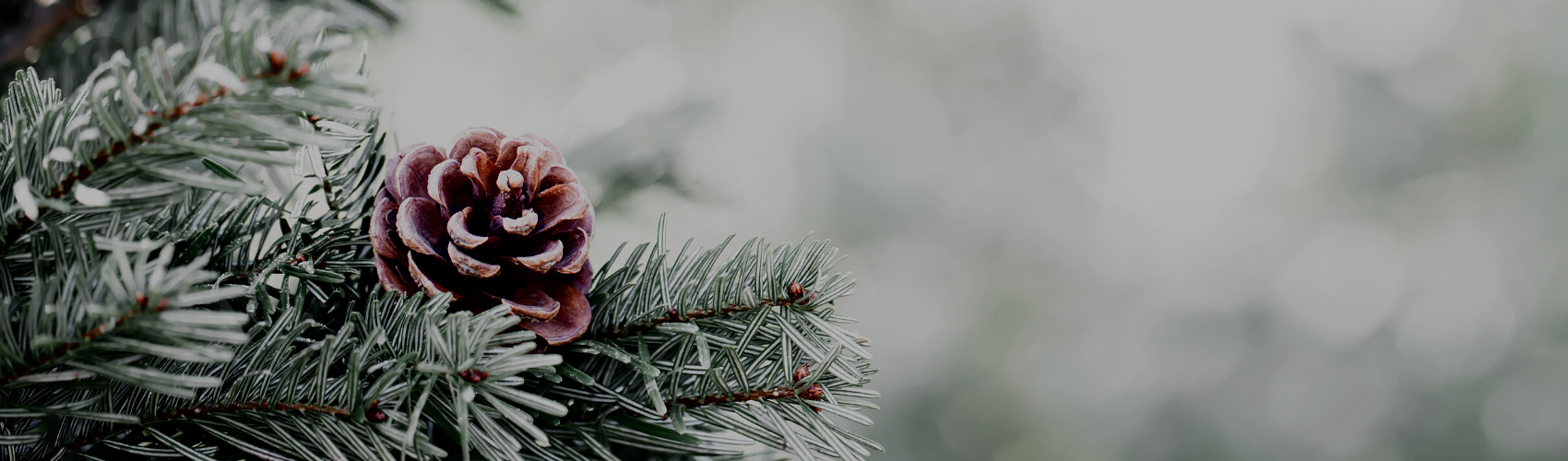 Pine tree in winter