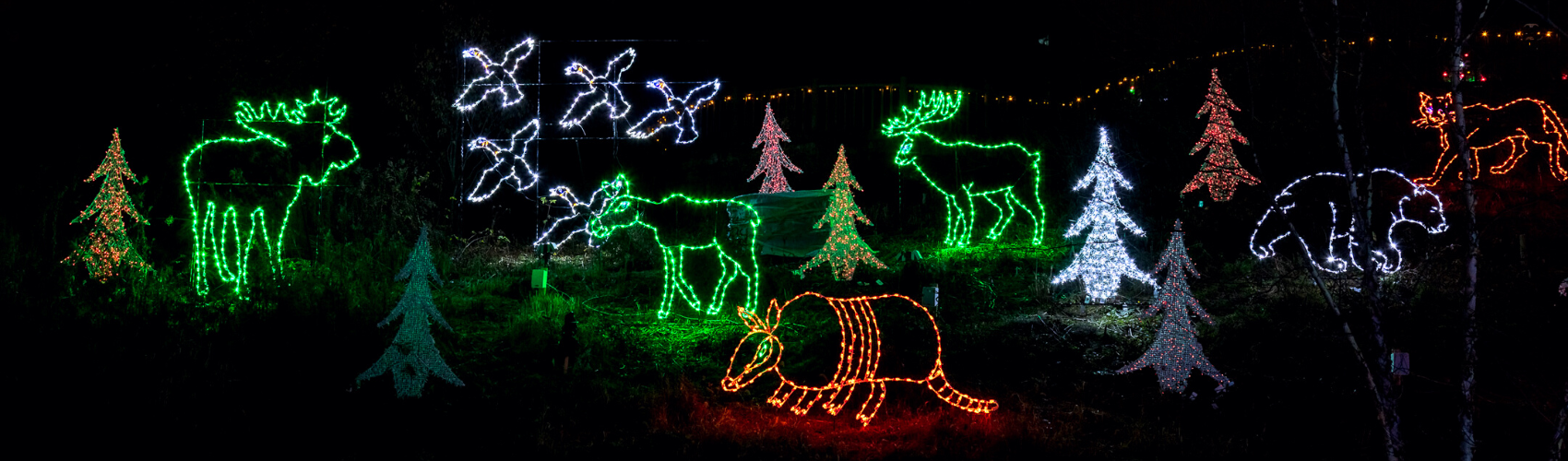 Wild lights display