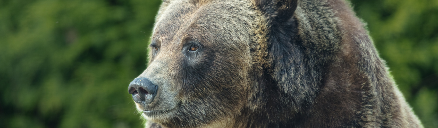 Grizzly bear
