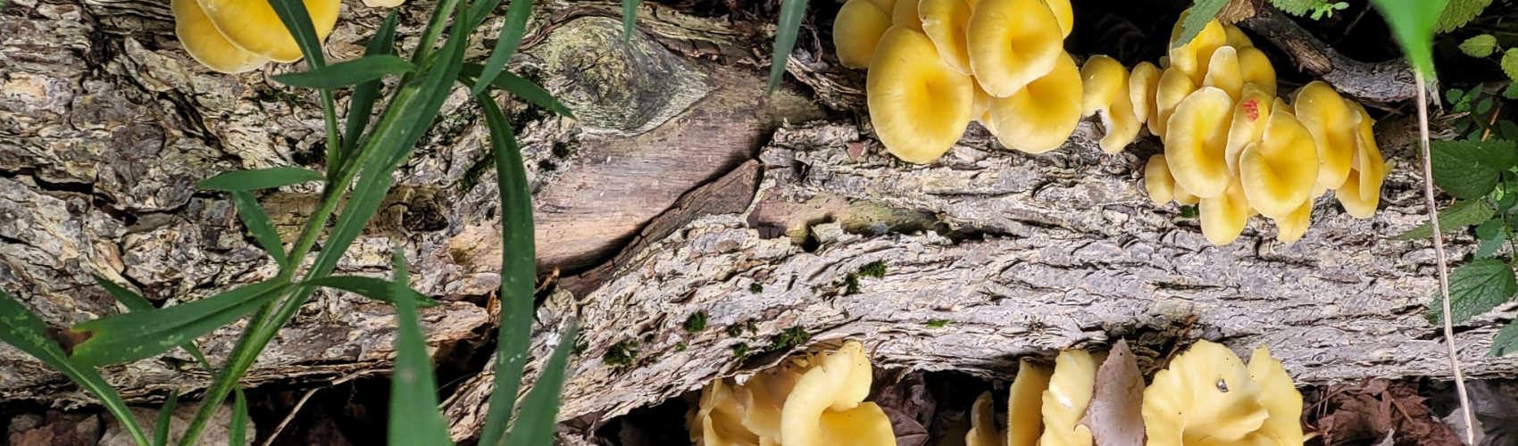 iNaturalist