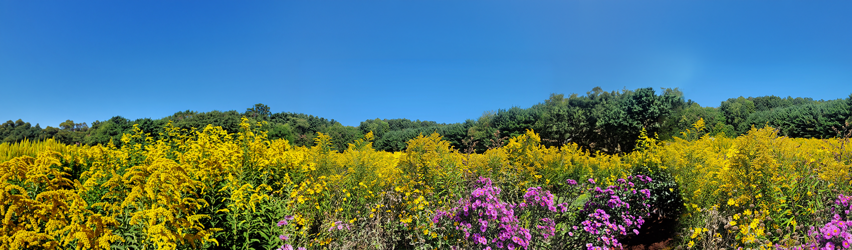 Native Plants Field
