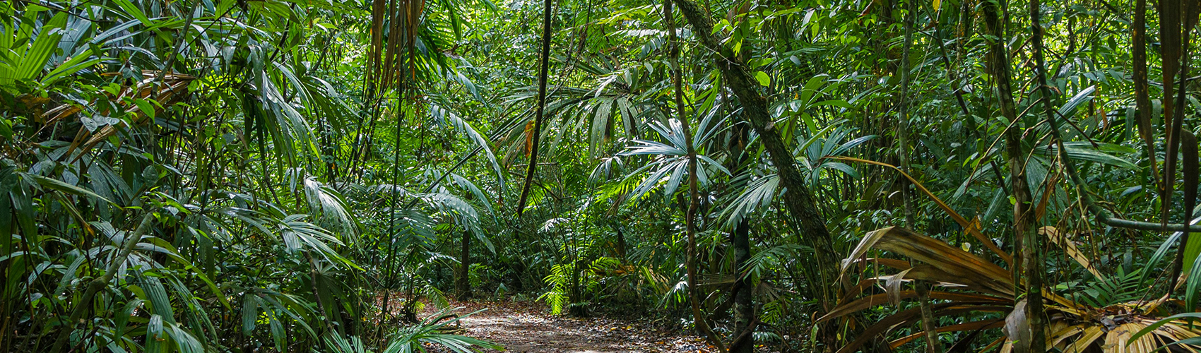 Jungle