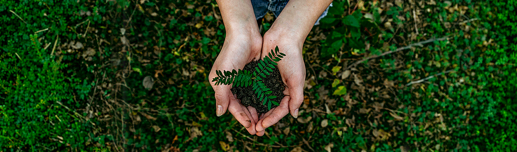 Plants hands planting