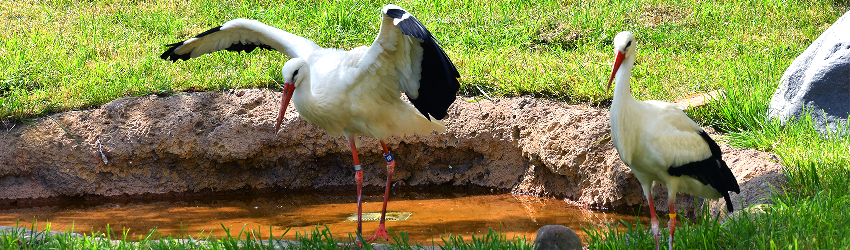 white storks