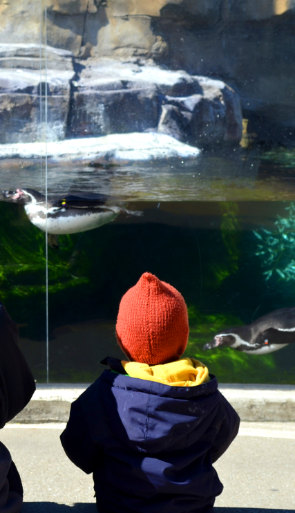 Adult and child watching penguins
