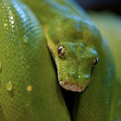 Green Tree Python