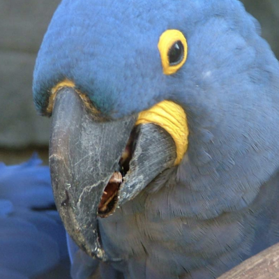 Hyacinth Macaw