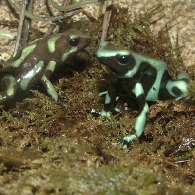 Poison Dart Frogs