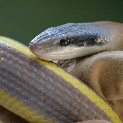 Cave Dwelling Ratsnake