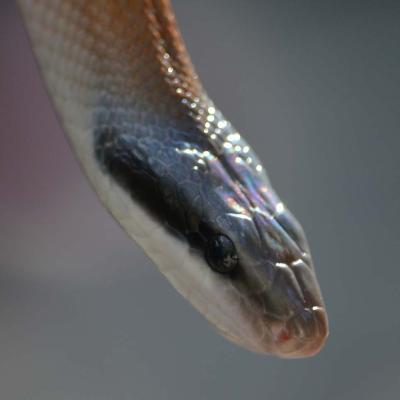 Cave Dwelling Ratsnake