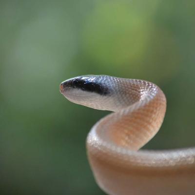 Cave Dwelling Ratsnake