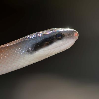 Cave Dwelling Ratsnake