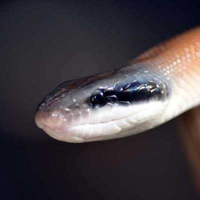 Cave Dwelling Ratsnake