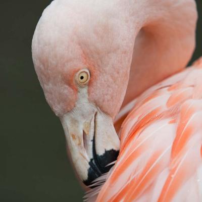 Chilean Flamingo