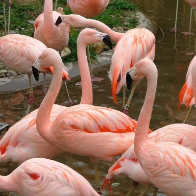 Chilean Flamingo