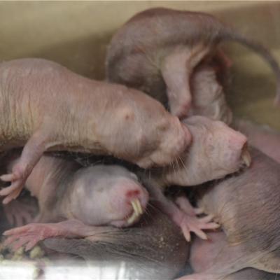 Naked Mole-Rats