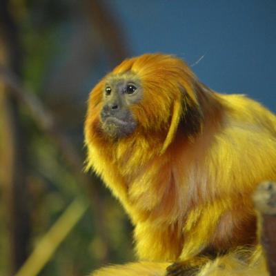 Golden Lion Tamarin