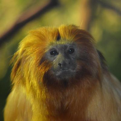 Golden Lion Tamarin