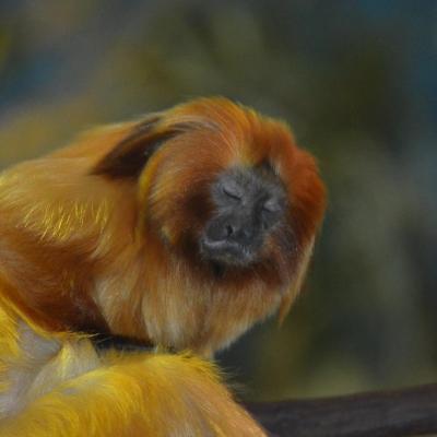 Golden Lion Tamarin