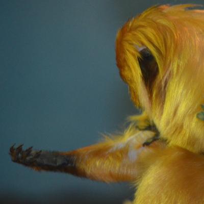 Golden Lion Tamarin