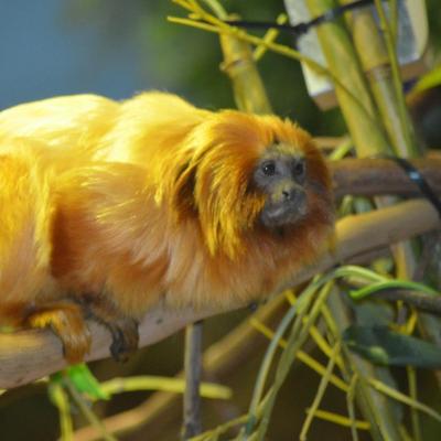 Golden Lion Tamarin