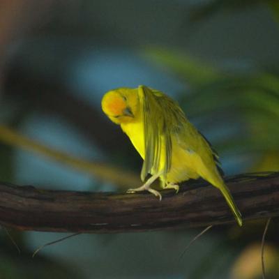 Saffron Finch