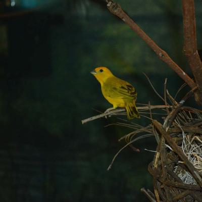 Saffron Finch