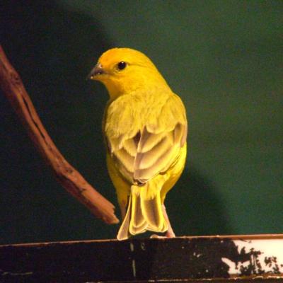 Saffron Finch