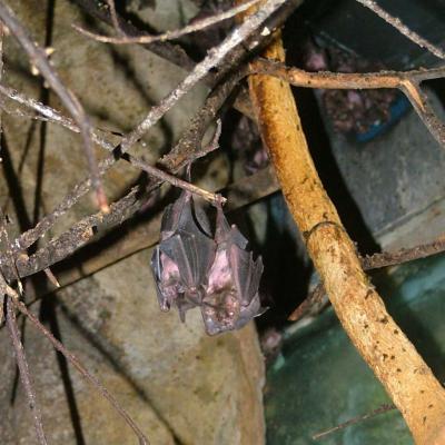 Seba’s Short-tailed Fruit Bat
