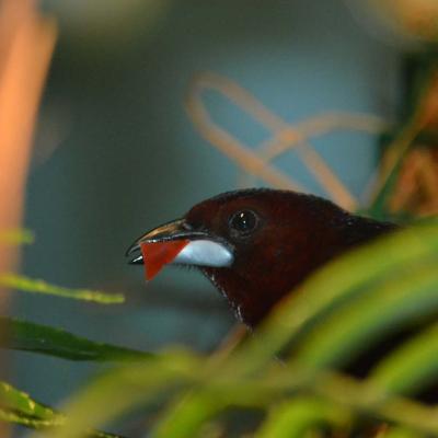 Silver-beaked Tanager