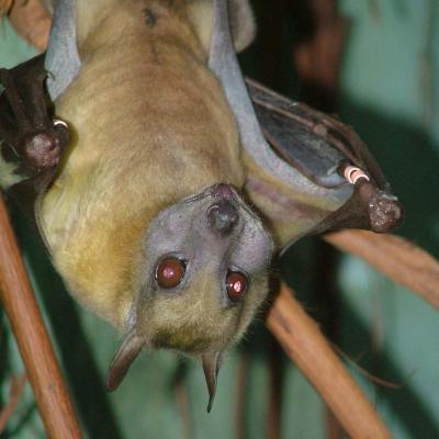 Straw-Colored Fruit Bats