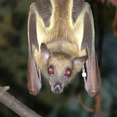 Straw-Colored Fruit Bats