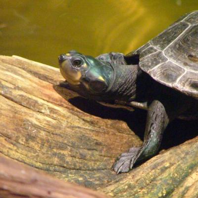 Yellow Spotted Amazon Turtle