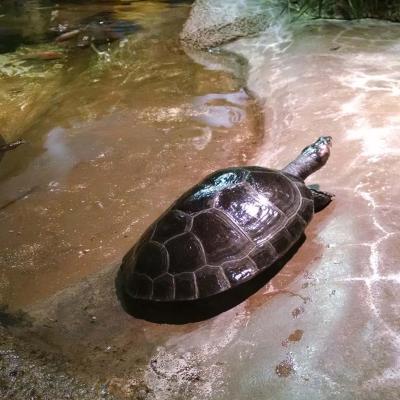 Yellow Spotted Amazon Turtle