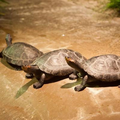 Yellow Spotted Amazon Turtle