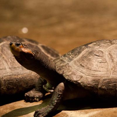 Yellow Spotted Amazon Turtle