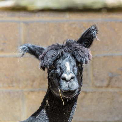 Noel - Alpaca at the Akron Zoo