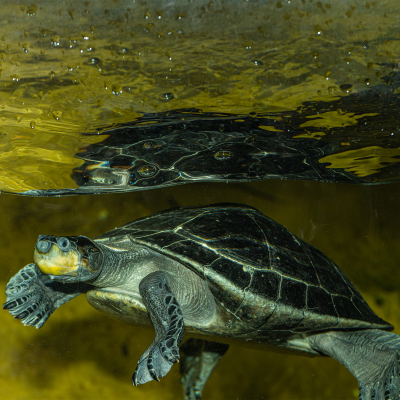 Yellow Spotted Amazon Turtle