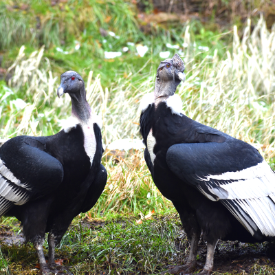 Two condors, Carlotta and Grock