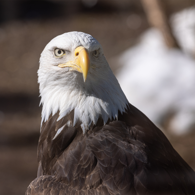 Bald eagle