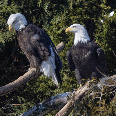 Two bald eagles in a tree