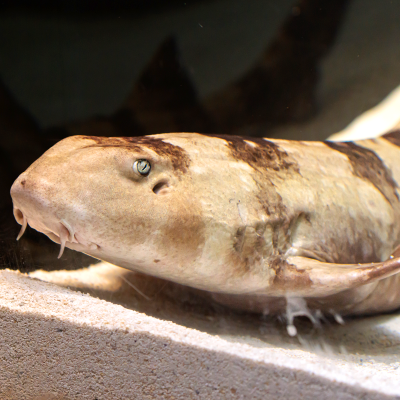 Bamboo shark