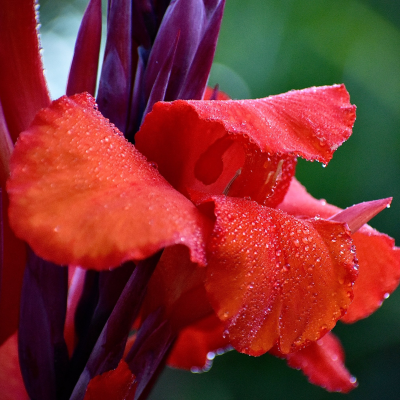 Red Canna Lily